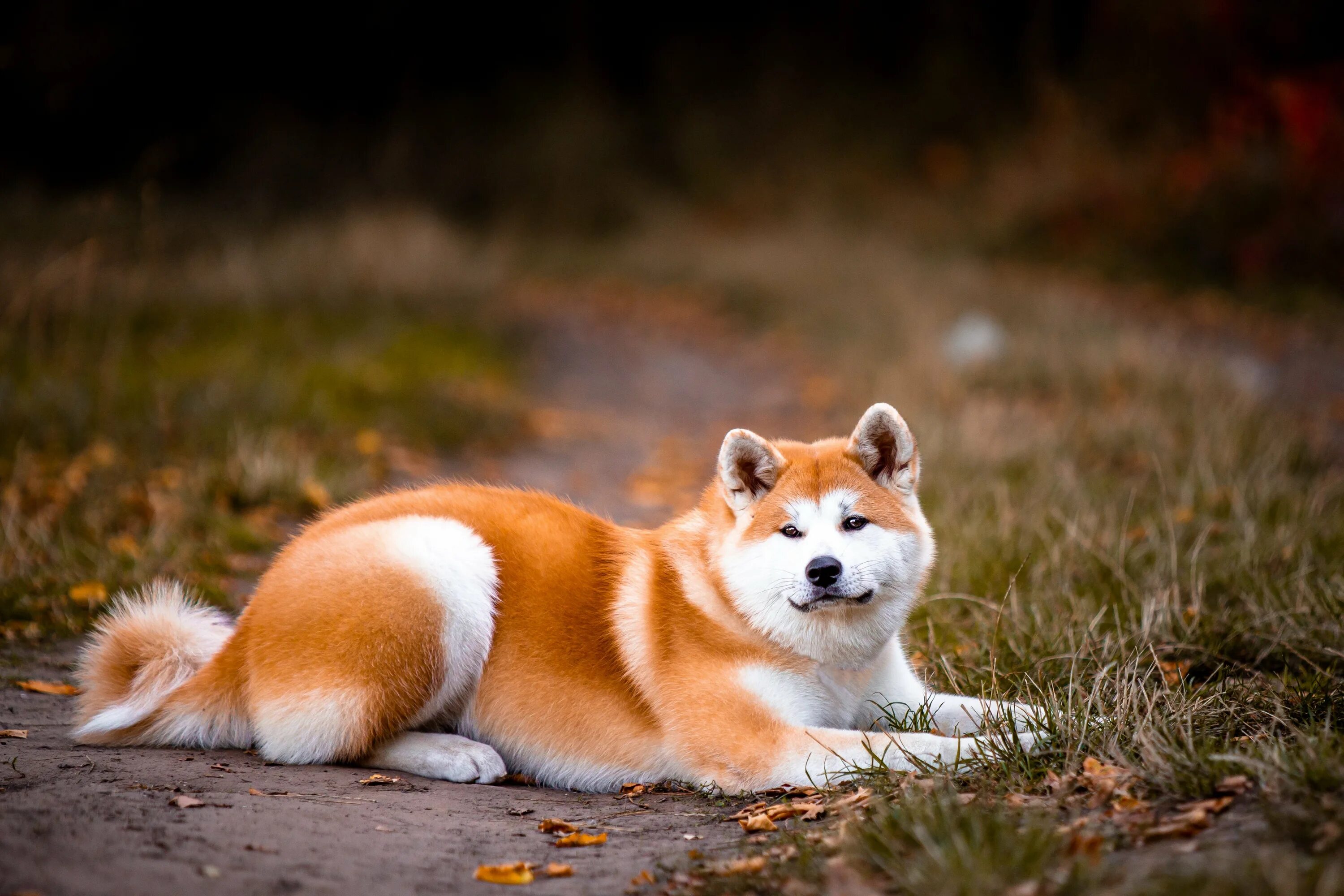 Собака Акита ину. Японская порода собак Акита-ину. Японская лайка Акита ину. Японская собака Акита. Есть порода хатико