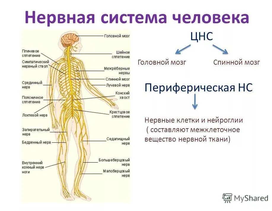 Целое нервная система часть