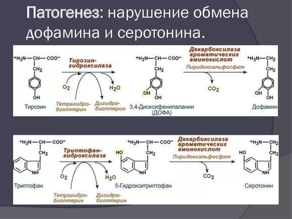 Биохимия серотонина и дофамина. Синтез дофамина из триптофана. Дофамин серотонин ГАМК. Нарушение обмена дофамина.