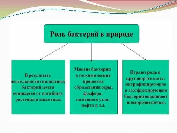 Бактерии их функции. Роль бактерий в жизни человека. технологическая карта бактерии их строение роль. бактерии и их виды 5 класс диаграммы и графики.