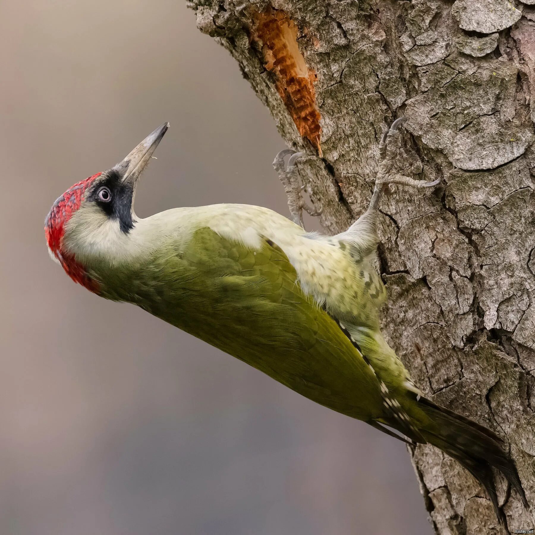 Покажи зеленого дятла. Левайлантов зелёный дятел. Покажи зеленого дятла. Покажи зеленого дятла. Зеленый дятел -picus viridis linnaeus (1758).