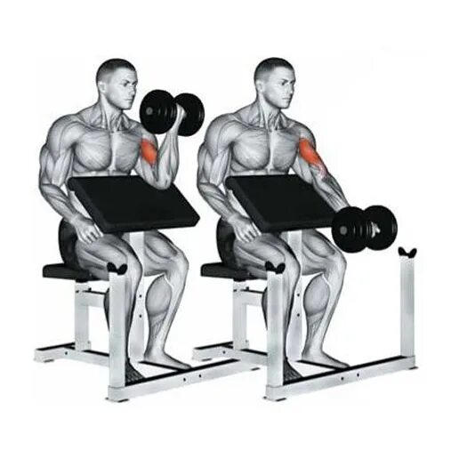 Бицепс штангой на скамье скотта. Подъем на бицепс на скамье скотта. Подъем ez штанги на бицепс на скамье скотта. Подъем ez штанги на бицепс на скамье скотта. Бицепс штангой на скамье скотта.