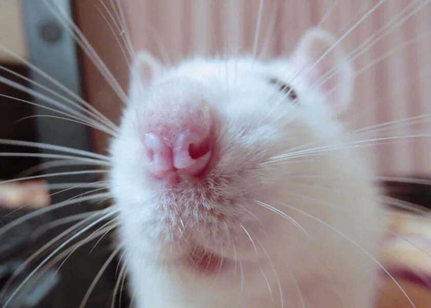 Mouse nose