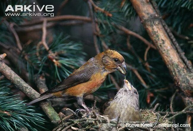 клёст-еловик. клест птенцы зимой. клёст-еловик. клёст-еловик. клёст-еловик зимой.