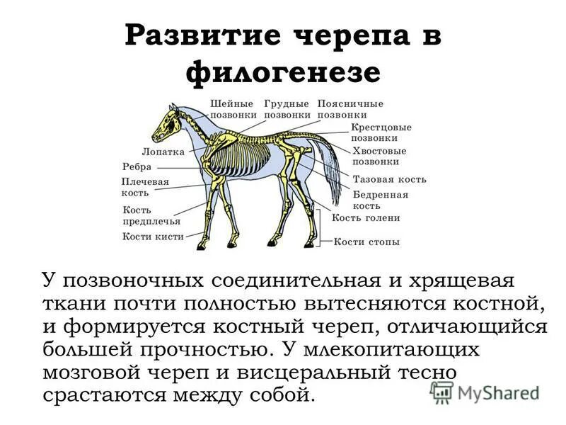 Кости скелета мозгового отдела. Особенности скелета головы человека. Отличие черепа человека от черепа человекообразной обезьяны. Отличие черепа человека от млекопитающего. Кости лицевого отдела черепа функции.
