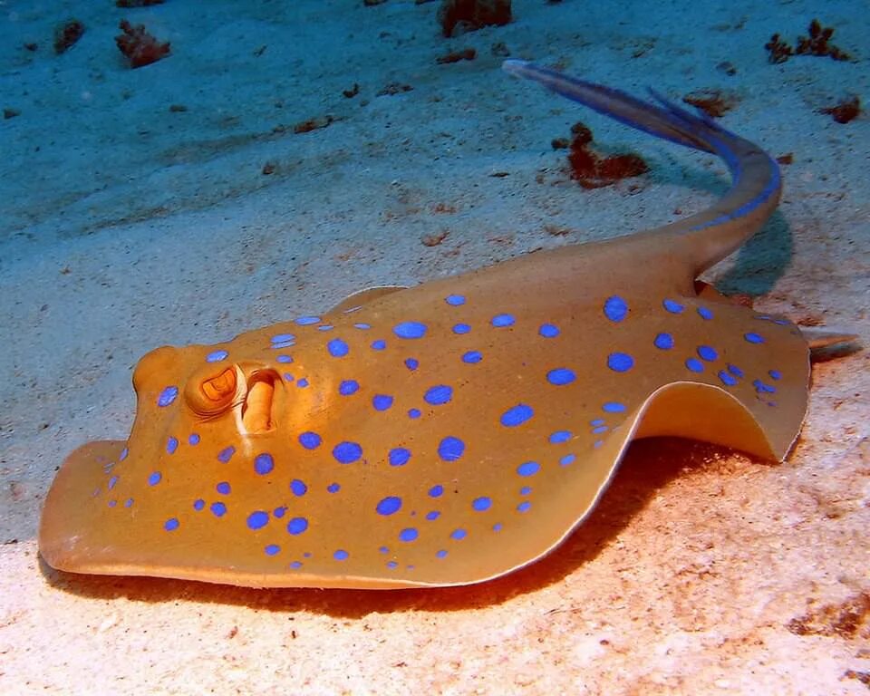 летучий скат орляк. скат орляк хвостокол. какой прибор для создания модели электрического ската. электрический скат рыба. скат 5123g.