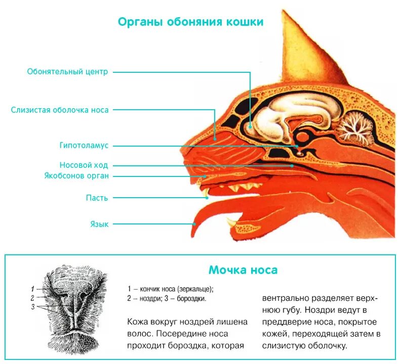 Обоняние какой орган. Строение носовой полости кошки. Обонятельный анализатор животных строение. Органы обоняния строение у животных. Анатомия носовой полости кошки.