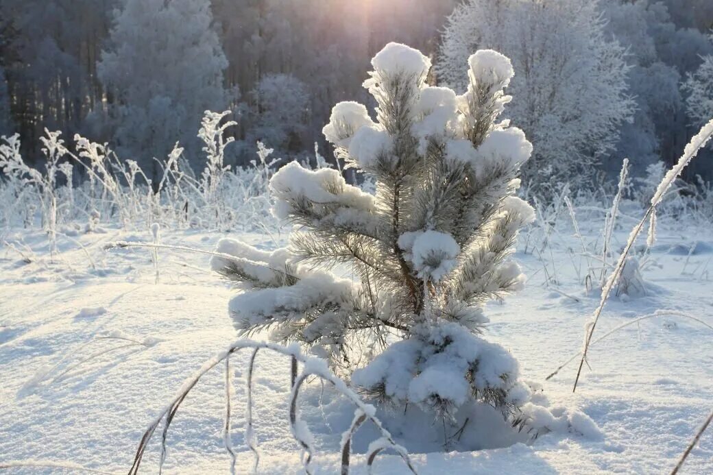 Теплые зимы в сибири. Сибирь зимой. Зима в Сибири. Зимняя природа Сибири. Февраль в Сибири.