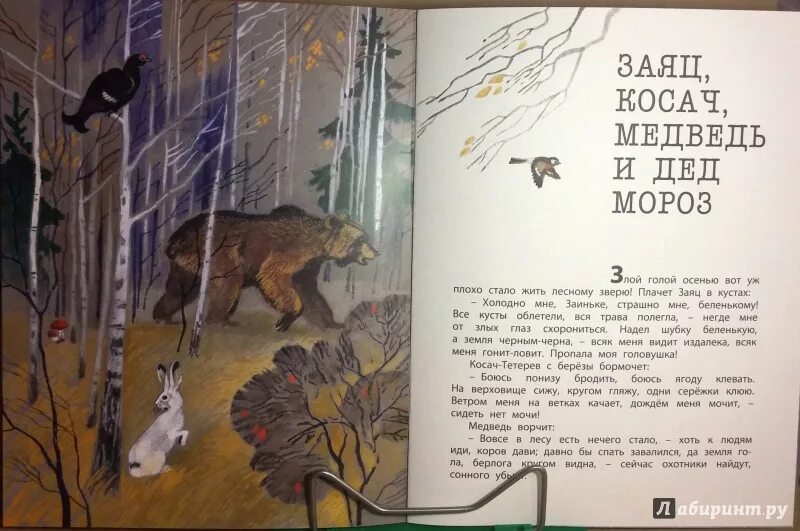 Бианки заяц косач. Сказка заяц косач медведь и дед мороз. Бианки заяц косач медведь и дед мороз. Заяц косач медведь и дед мороз. Заяц косач и дед мороз бианки.