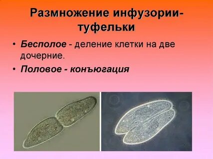 Размножение амебы и инфузории туфельки