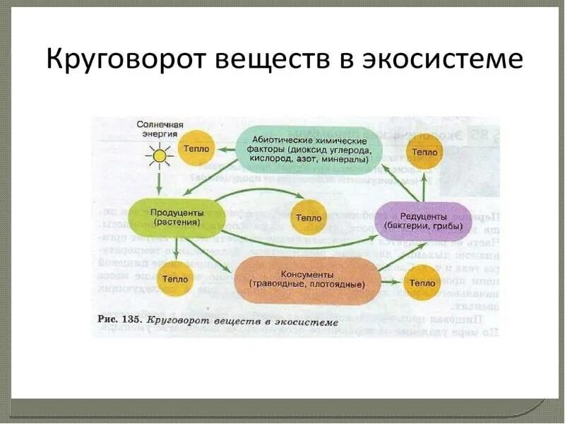 Круговорот веществ в экосистеме. Биологический круговорот веществ в экосистемах. Круговорот веществ в превращение экосистемы. Круговорот веществ и превращение энергии в экосистеме. Какие процессы происходят на уровне