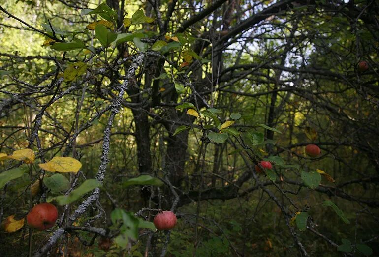 Дикая яблоня в лесу. Яблоня Лесная. Дикие яблоки. Дикая Лесная яблоня.