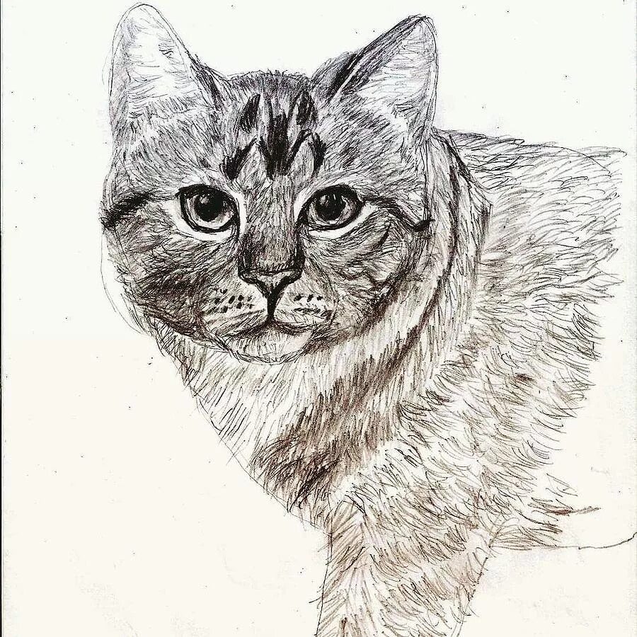 словесный портрет кота. портрет кошки. портрет поп арт кот. художник кошки пастелью paul knight. екатерина рязанова художник.