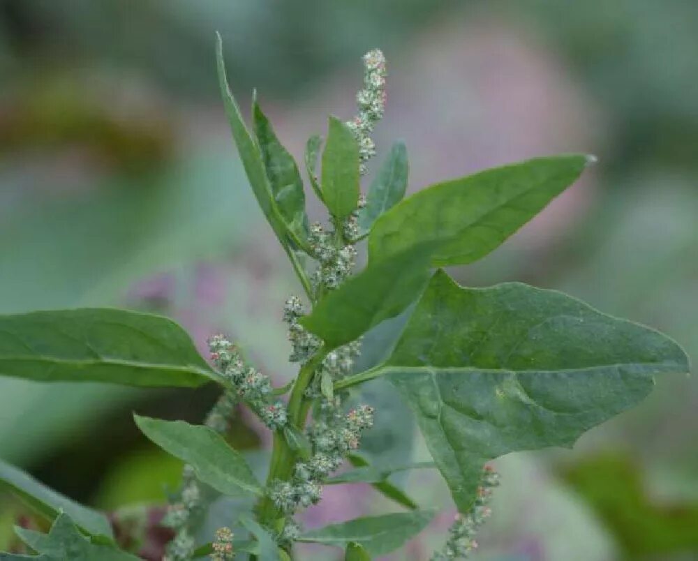 Лебеда раскидистая. Лебеда раскидистая (Atriplex patula). Лебеда Садовая (Atriplex Hortensis). Марь белая лебеда.