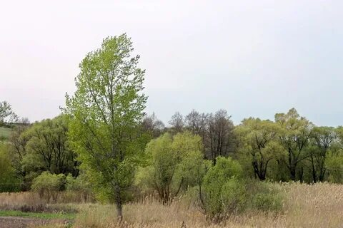 Новопетровка белгородская область