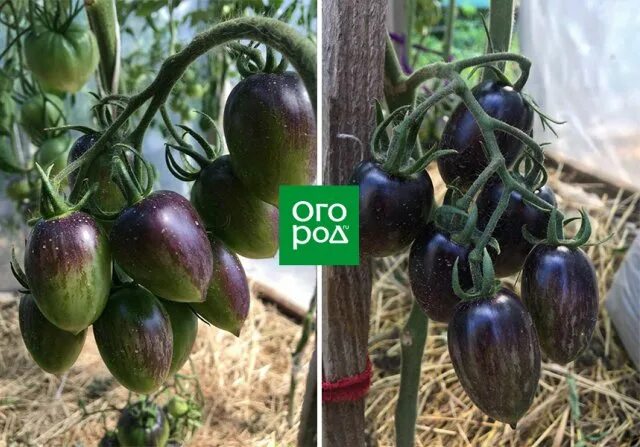 Томат КОПИА (COPIA) (10 шт) FRESHTOMAT