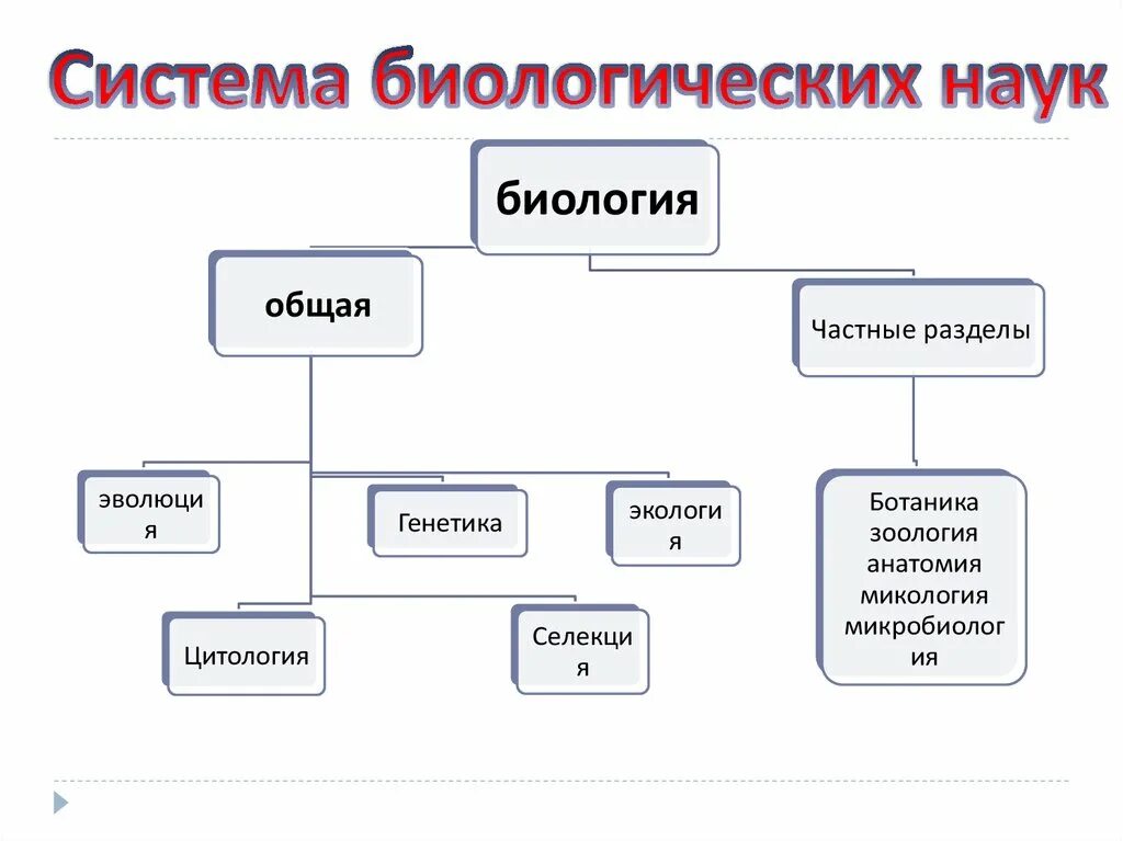 Разделы общей биологии. Система биологических наук схема. разделы биологических наук схема. место биологии в системе наук. биология в системе наук схема.