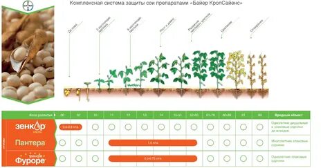 Развитие бобовых