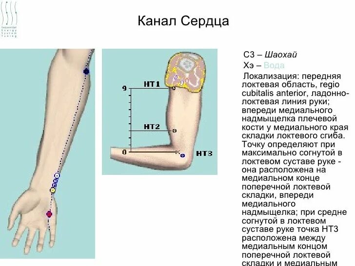 Область локтевого сгиба. Локтевой изгиб