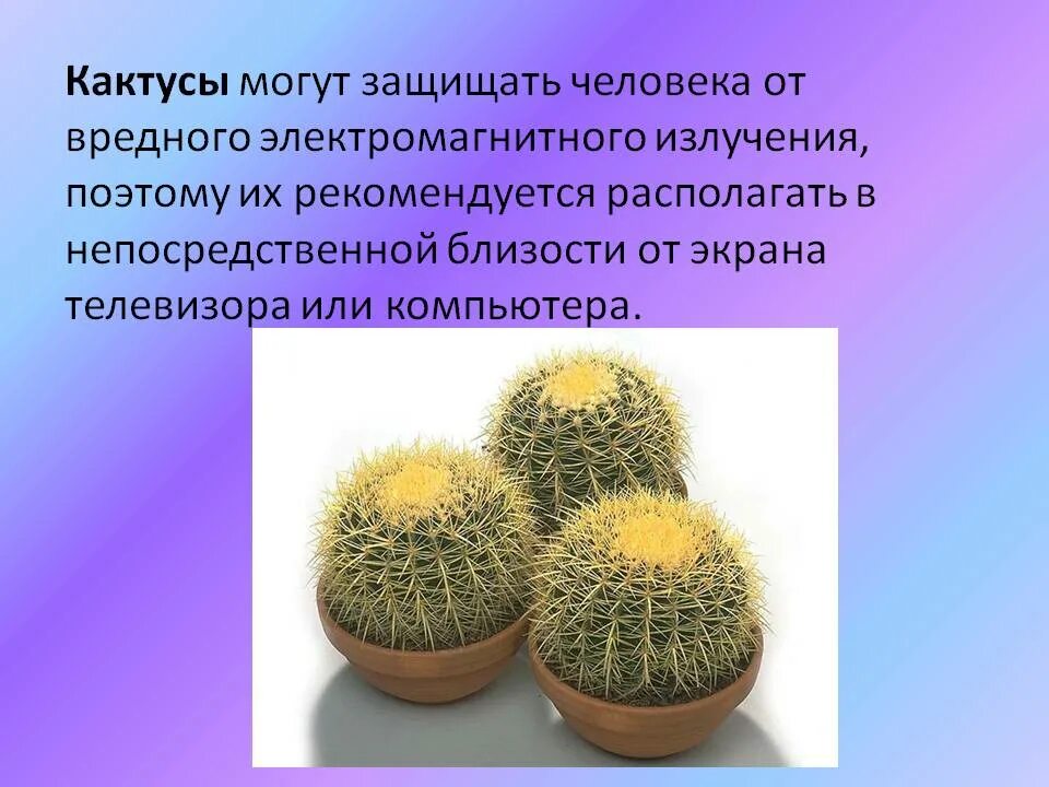 Как используется кактус человеком. Строение кактуса. презентация комнатное растение кактус. кактус защищает от вредного излучения компьютера. комнатные растения для детей кактус.