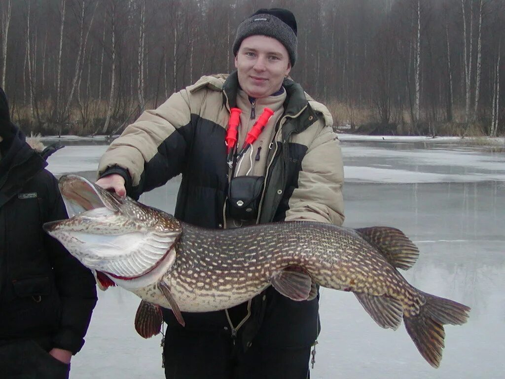 Гладышевское озеро рыба. Большая щука на жерлицы. Большая щука зимой. Зимняя рыбалка огромная щука.