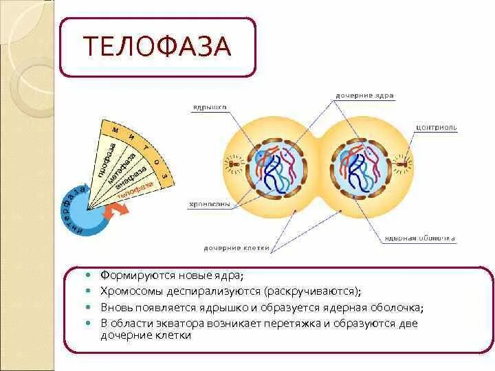 Растворение оболочки ядра происходит в. Телофаза. Телофаза процессы. Формируются новые ядра. Хромосомы в ядре.
