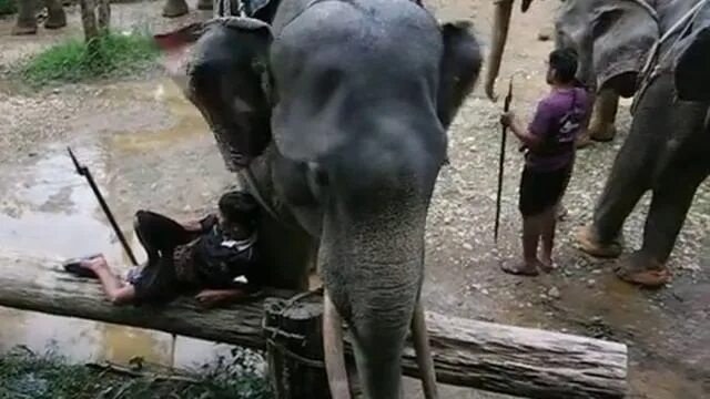 Поставь elephant. Тайланд слоны. Тайланд мытье слонов. Тайланд на слонах.