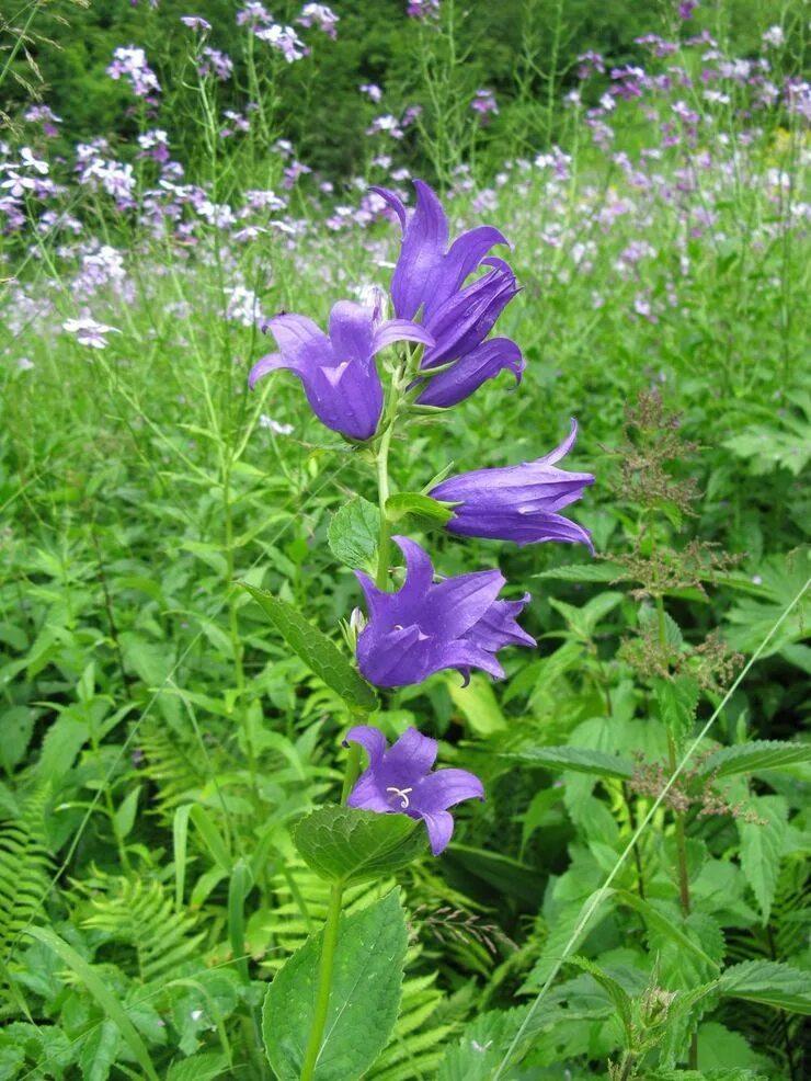 Колокольчик широколистный листья. Campanula latifolia. Колокольчик широколистный многолетний. Колокольчик широколистный Карпатский. Колокольчик алтайский