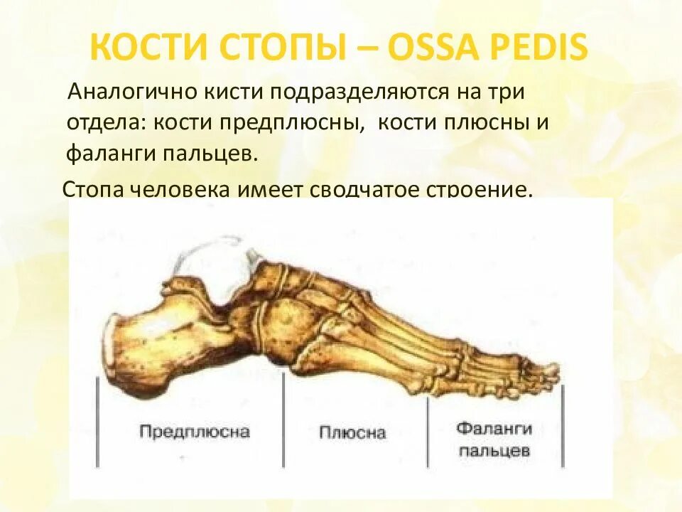 Строение стопы плюсна предплюсна. Кости предплюсны стопы анатомия. Стопа анатомия строение кости. Кости стопы (ossa pedis).