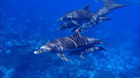 The dolphin a fish