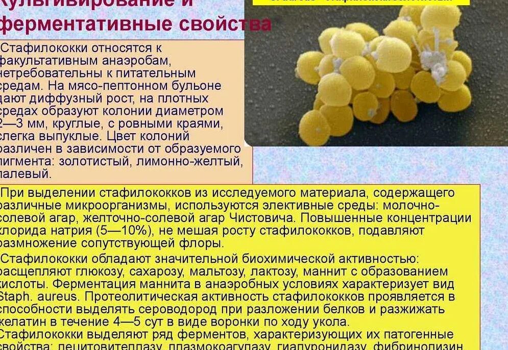 Золотистый стафилококк в кишечнике у ребенка. Характеристика staphylococcus aureus (золотистый стафилококк),. золотистый стафилококк среда размножения. культивирование золотистого стафилококка. стафилококк ауреус характеристика.