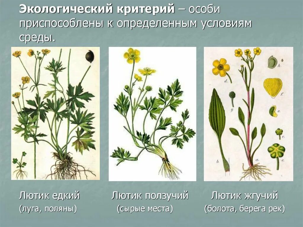 Совокупность определенных видов растений произрастающих на. Лютик ползучий и Лютик едкий. Лютик ползучий и едкий. Лютик ползучий полевой. Л.тик ползучий и Лютик едкий.