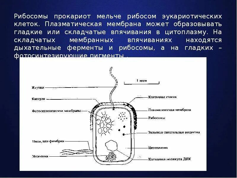 Клетка прокариот функции. Функция рибосом в прокариотической клетке. Прокариотическая клетка рибосомы. Рибосомы в прокариотической клетке.