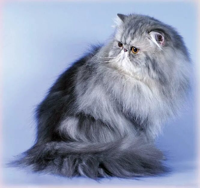 Метовые персы. Персидская голубая длинношерстная кошка. Персидская длинношерстная шиншилла. Персидская длинношерстная шиншилла дымчатая. Экзот длинношерстный.