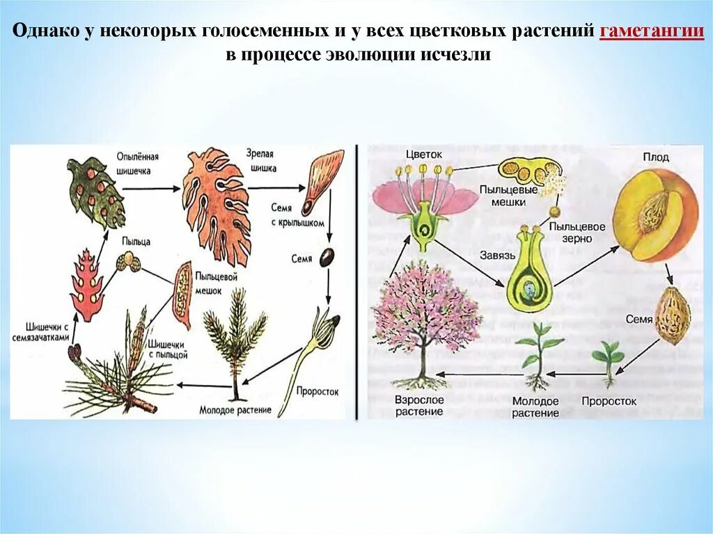 Размножение голосеменных растений схема. Цикл размножения голосеменных растений. Размножение покрытосеменных растений схема. Цикл развития покрытосеменных.