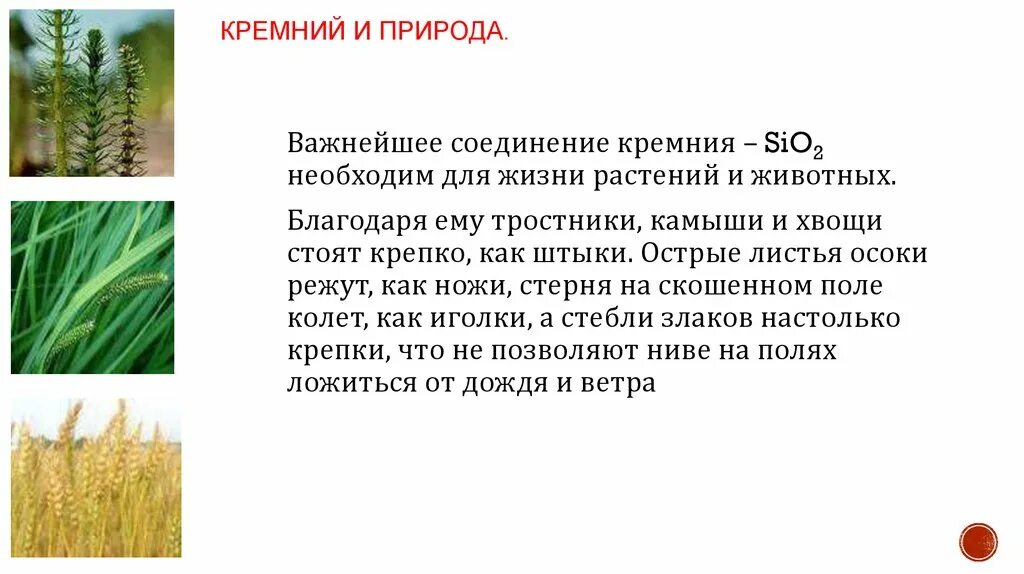 Хвощи это споровые растения весной появляются. Соединения кремния в живой природе. Значение кремния в природе. Биологическая роль кремния в природе. Роль кремния в растениях.