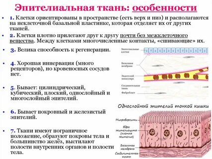 Для какой ткани характерен процесс