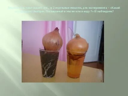 Опыт с луковицами в воде