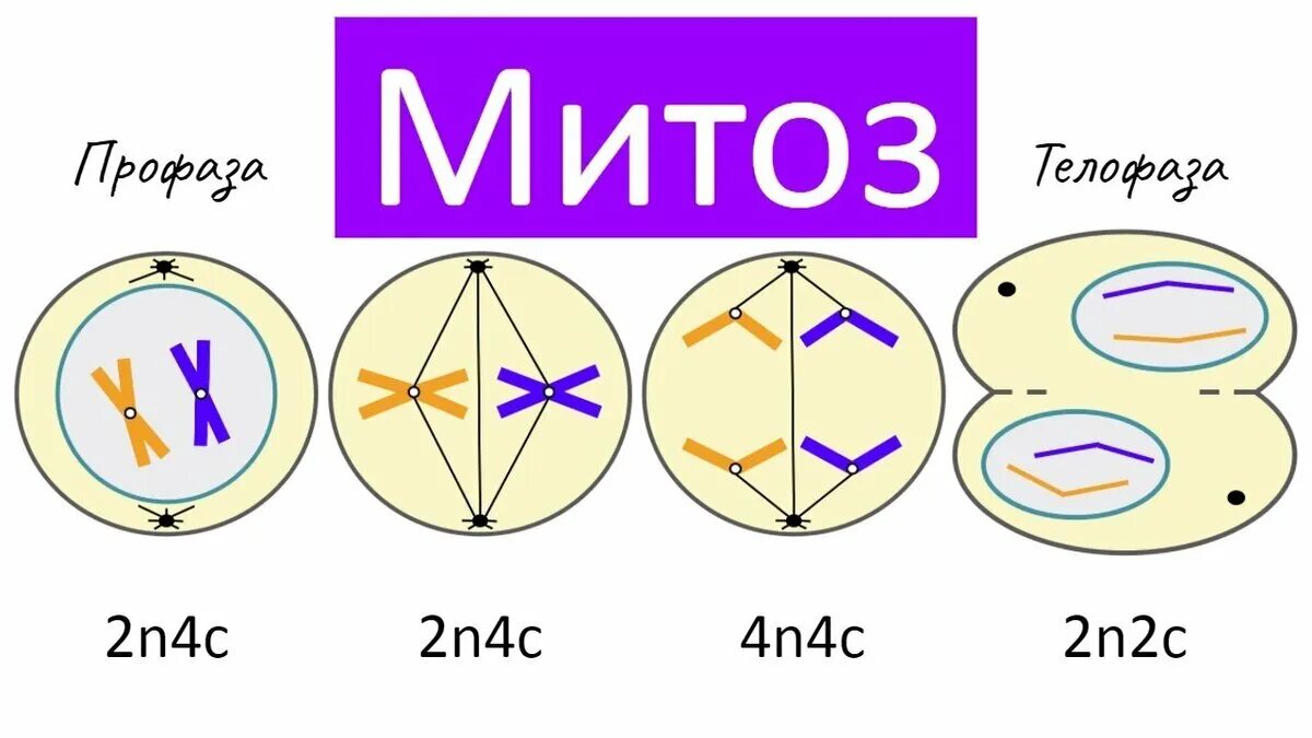 Деление клетки митоз. Митоз схема с набором хромосом. Митоз схема с хромосомным набором. Митоз схема по фазам с набором хромосом. Клетка на разных стадиях митоза с разным 2n.