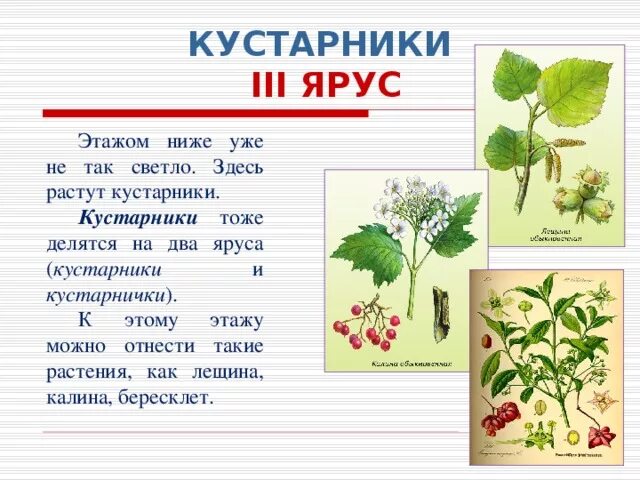 3 Ярус кустарники. Ярусы леса кустарники. Кустарники растения 2 яруса. Кустарники второго яруса. Какие растение относится к лесу