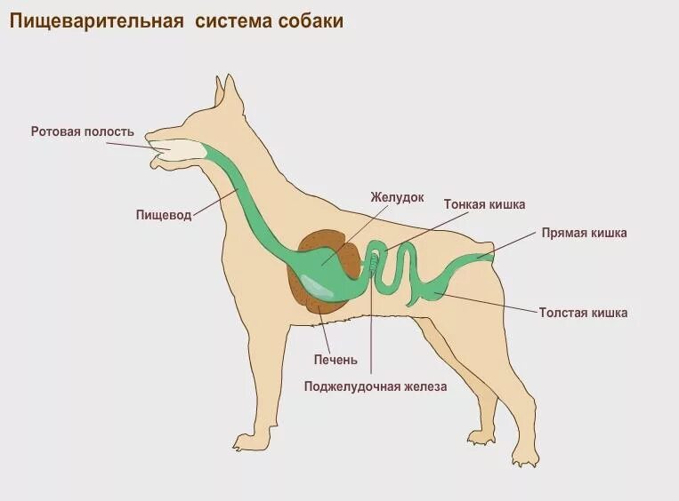 У каких животных короткий кишечник. Пищеварительная система собаки схема. Строение пищеварительной системы собаки. Анатомия пищеварительной системы собаки. Строение пищеварительной системы собаки схема.