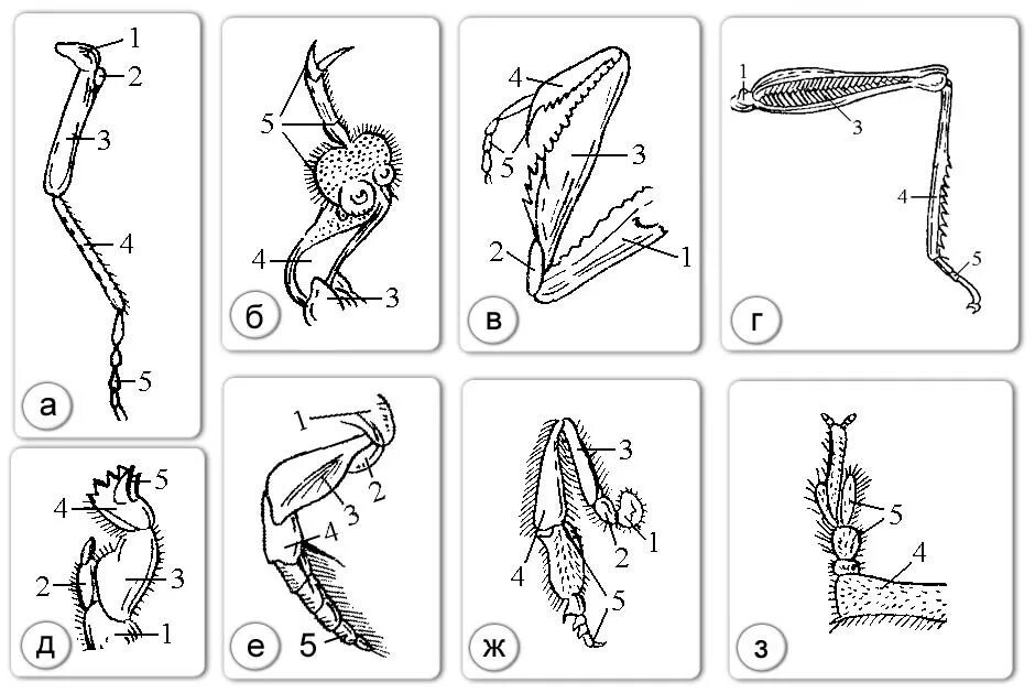 Строение конечностей рисунок. Ходильный Тип конечностей. Ходильные конечности насекомых. Строение ходильной конечности насекомого. Строение конечностей Жуков.