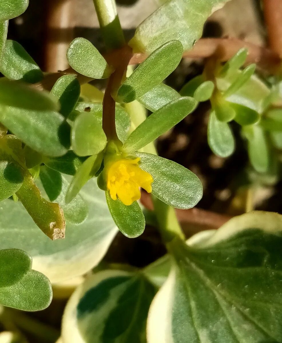 Дандур портулак огородный. Портулак парадокс. Portulaca oleracea. Портулак трава сорняк. Сорняк портулак огородный.