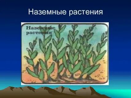 1 растении