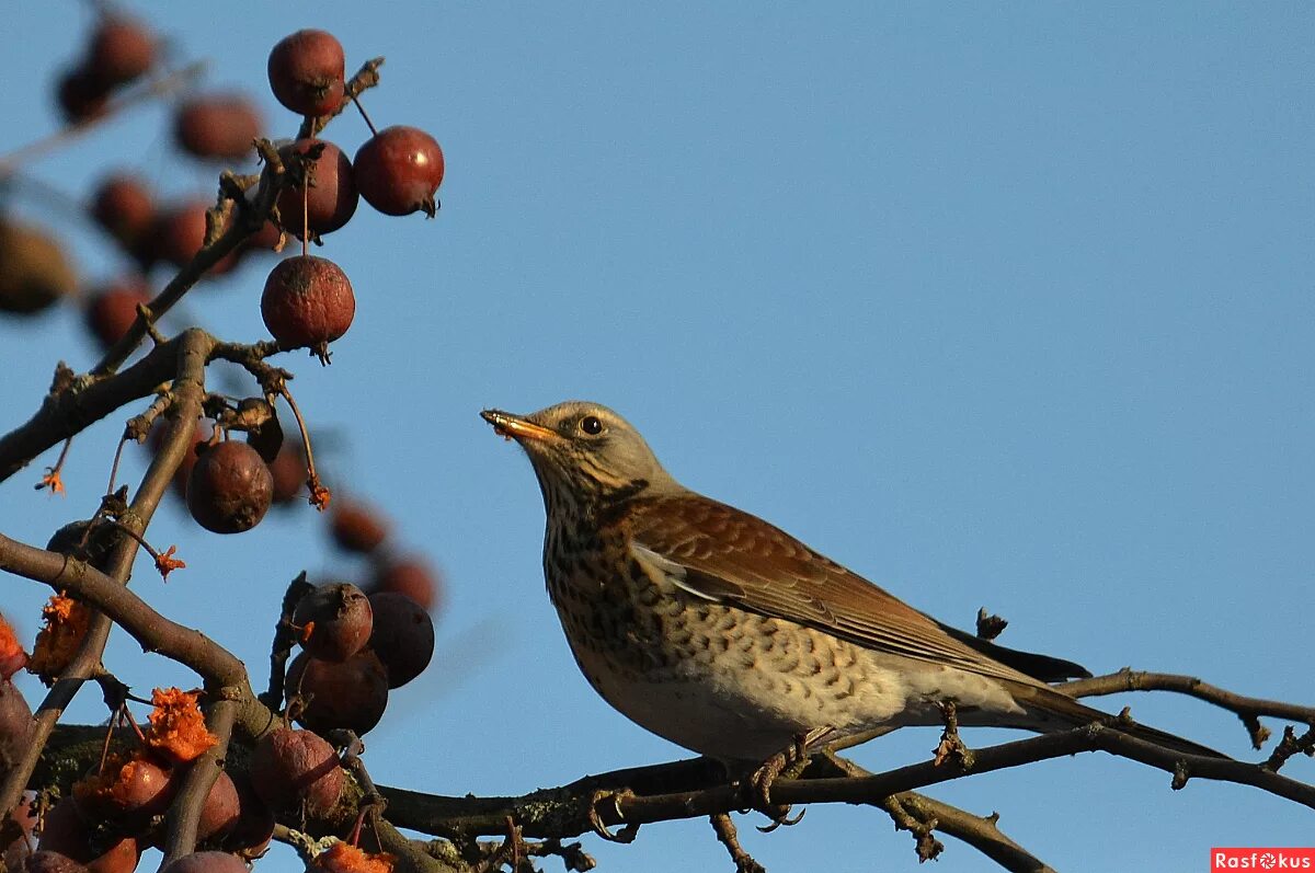 дрозд (50 фото). зорянка рябинник. дрозд на руке. кремовобрюхий дрозд. детеныши дроздов.