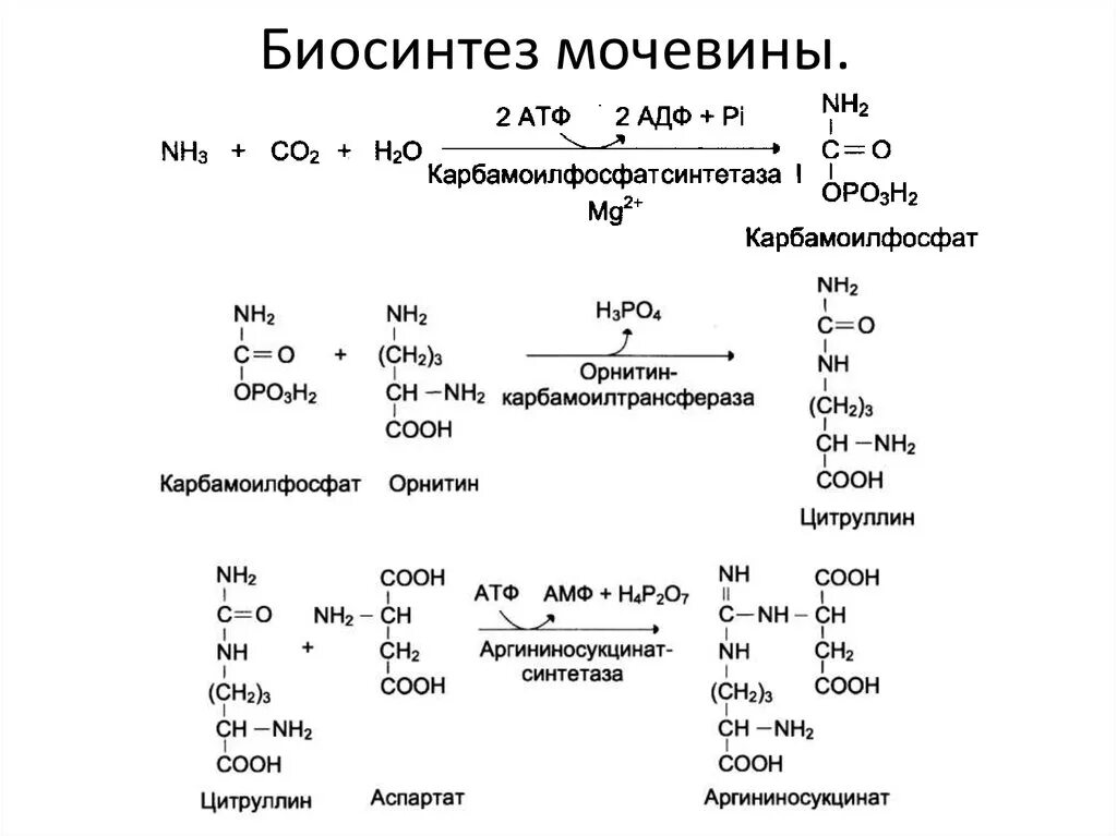 Реакции образования циклов. Синтез мочевины биохимия реакции. Биосинтез мочевины последовательность реакций. Цикл образования мочевины - орнитиновый цикл реакции. Реакции орнитинового цикла синтеза мочевины.