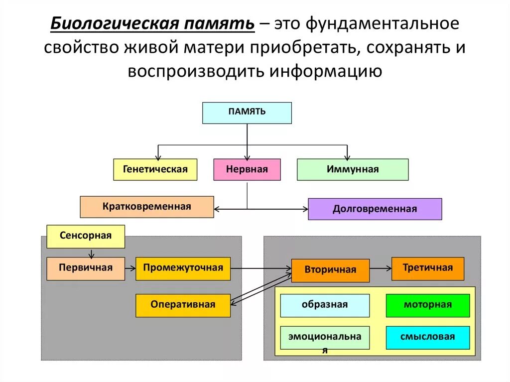 Виды биологической памяти. Биология.память. Виды памяти. Типы памяти биология. Виды памяти по биологии. Память биология 8