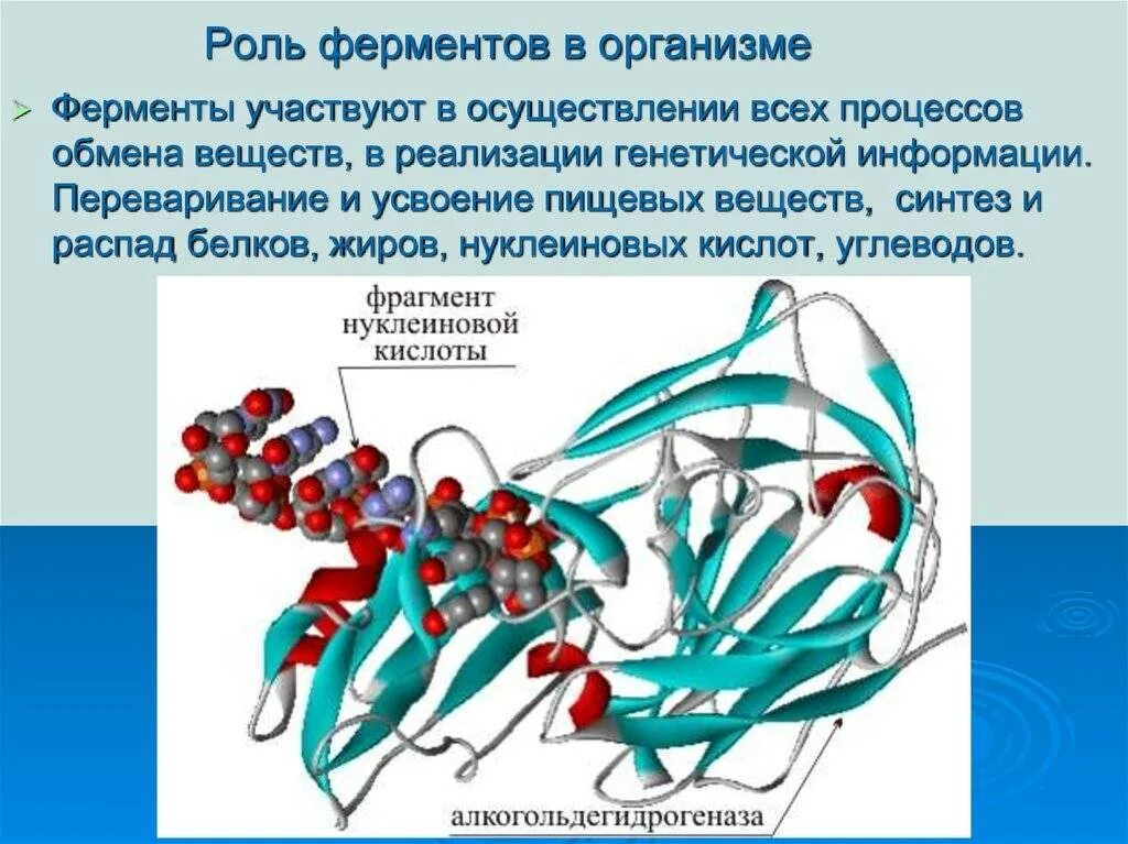 Происходит при участии ферментов. Какова биологическая роль ферментов. Роль ферментов в организме. Роль ферментов в организме человека. Ферментативные процессы в организме.