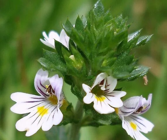 Euphraise - Plantes et Actifs Naturels Santéonaturel.com