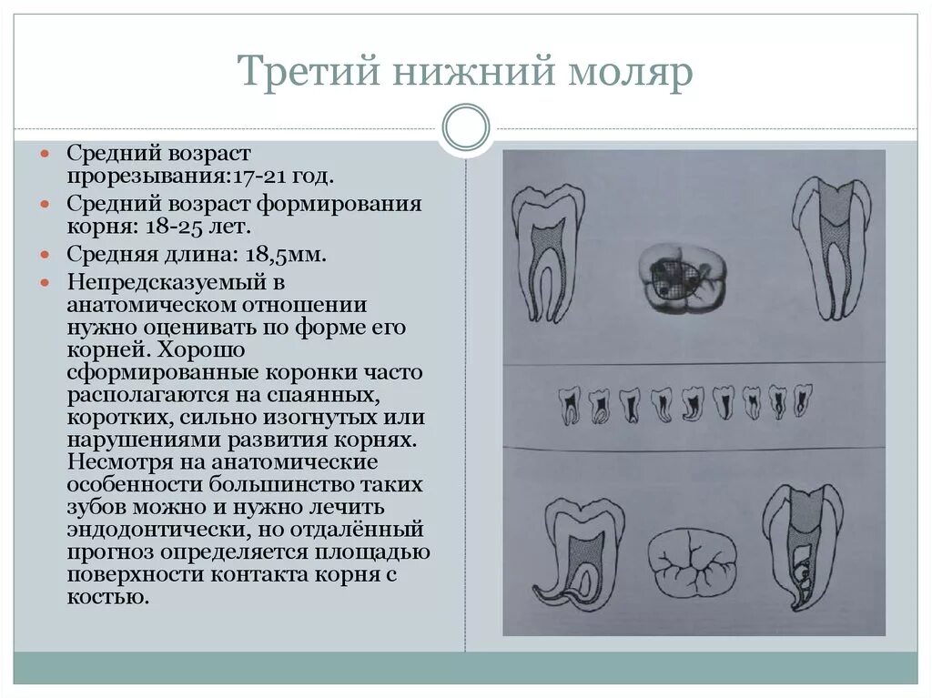 Два бугорка
